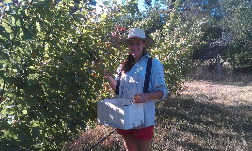 Carla picking a very light crop of apricots