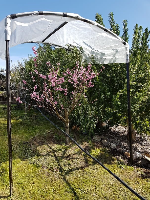 A frost shelter over a fruit tree (from Grow Great Fruit members Clare and Win's garden)