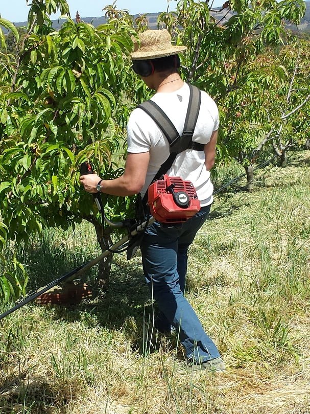 Orchard maintenance