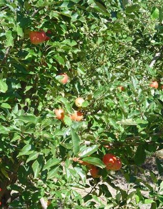 Apples growing in the shade won't colour up as well