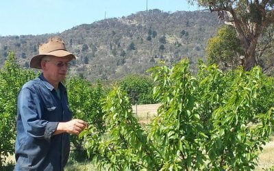 Did you accidentally over prune your fruit tree?