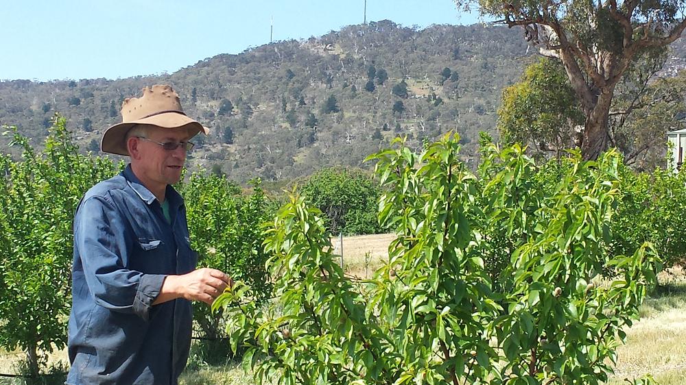 Hugh with young peach tree