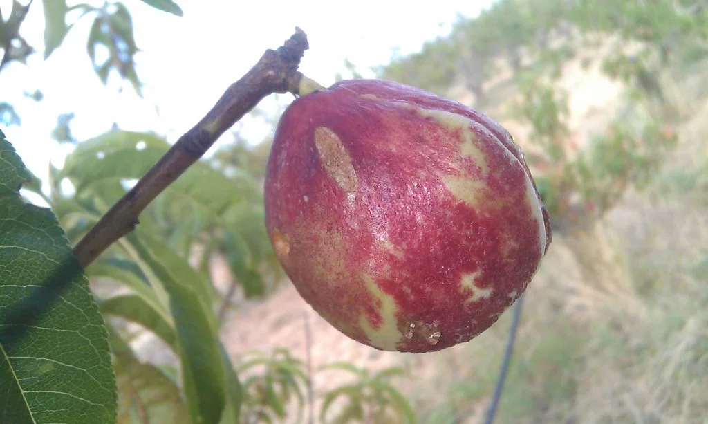 A nectarine infected by curly le