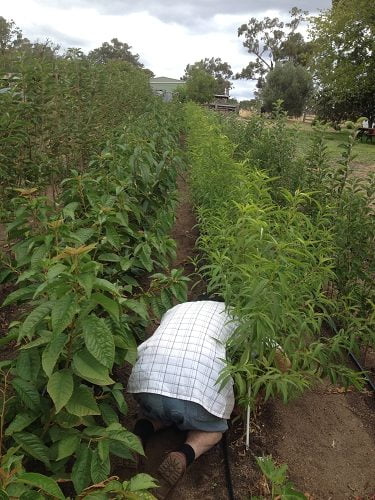 Planning your home orchard to harvest fruit for 6 months or more