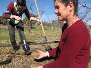 Building healthy soil is key to learning how to grow fruit