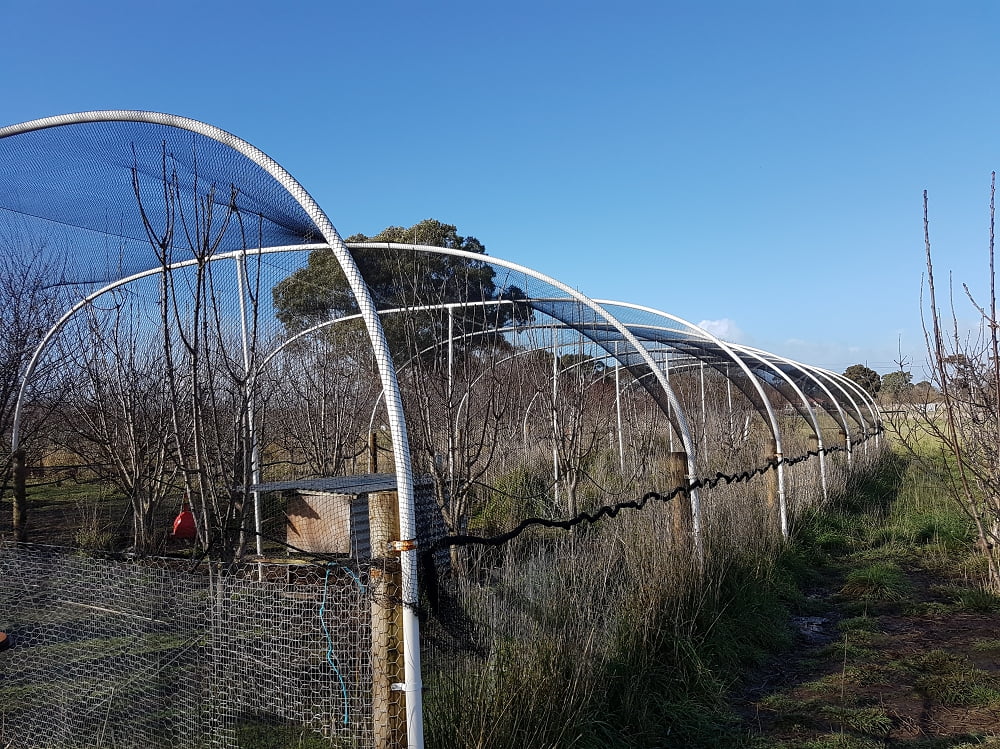 A netting and fence enclosure protecting cherry trees at Kalangadoo Organics 