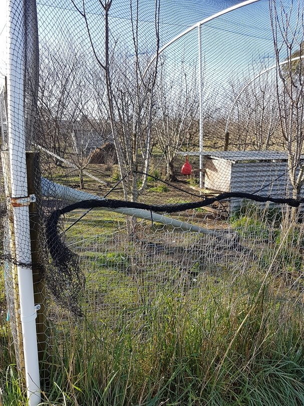 A netting enclosure over cherry trees reinforced with wire