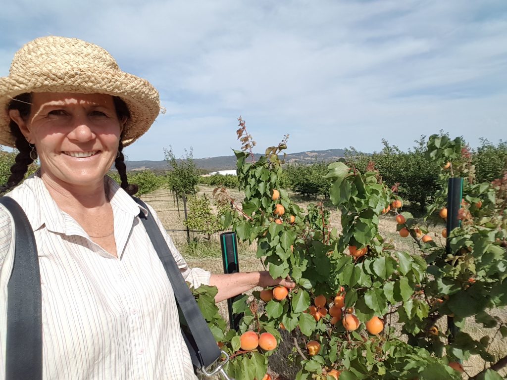 Katie picking apricots