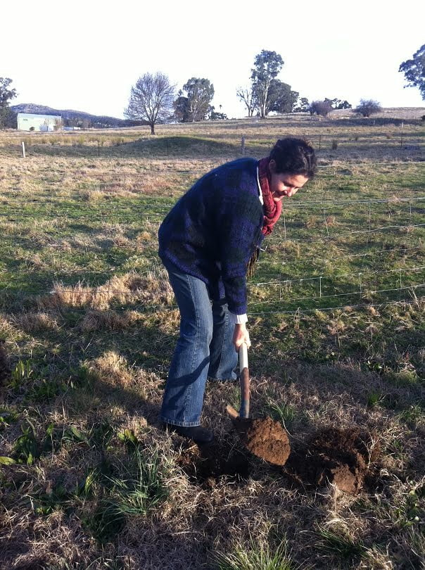 Getting ready to plant new trees