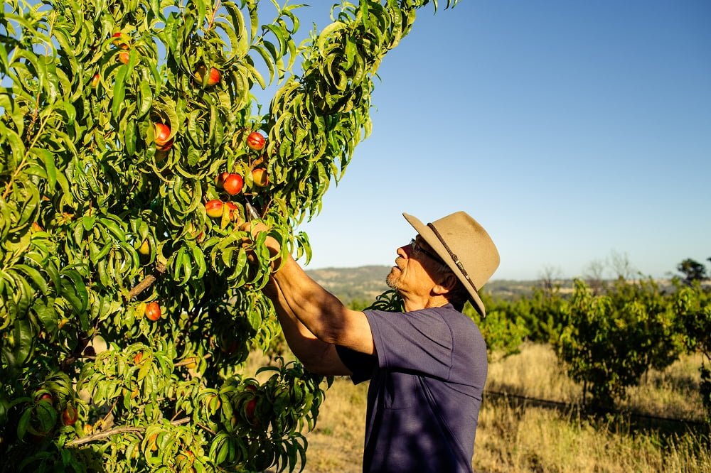 Hugh checking the quality of the nectarine crop