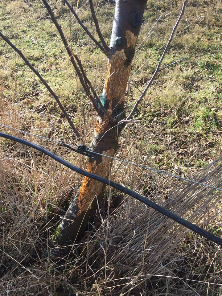 Sheep damage to an apple tree trunk. Photo: Matthew Tac