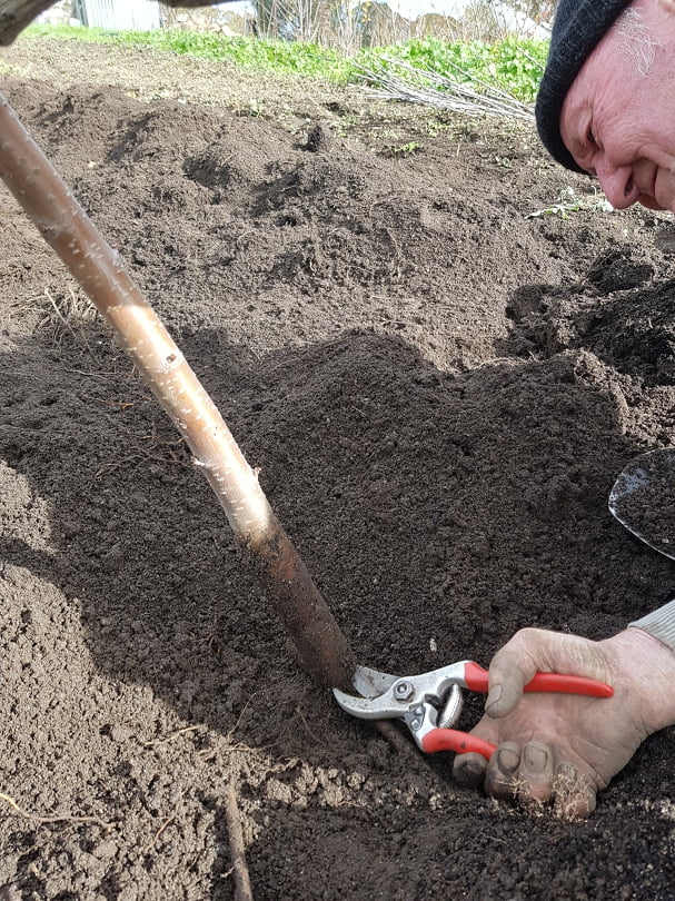 Harvesting a cherry tree from the stoolbed