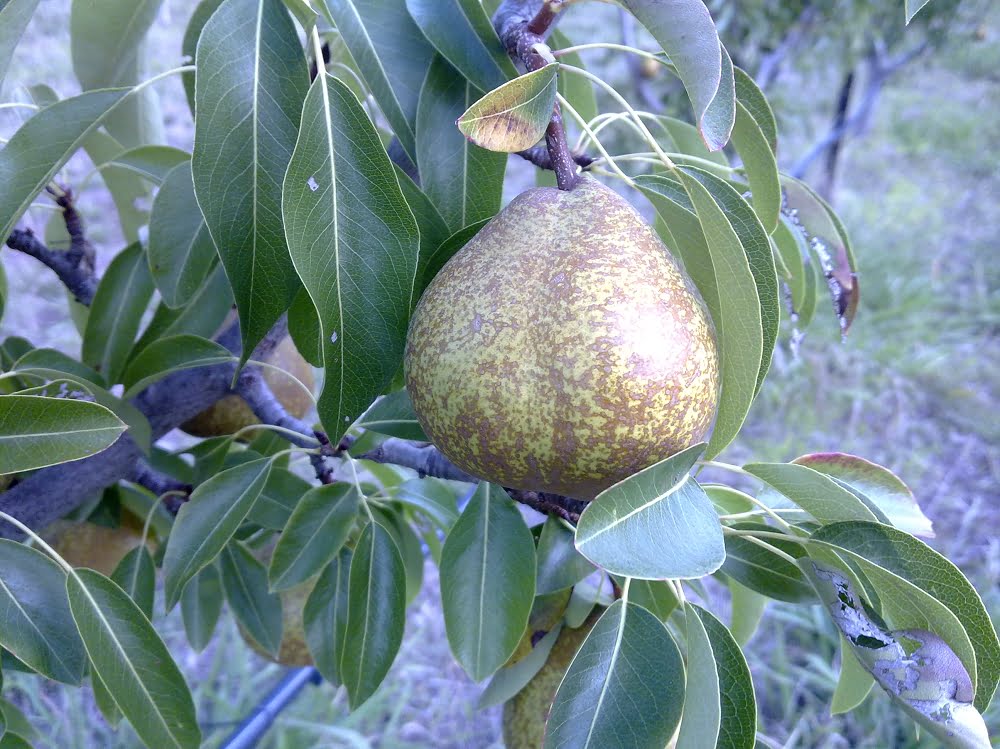 Winter Nelis pears are a great late-season fruit tree for home gardens