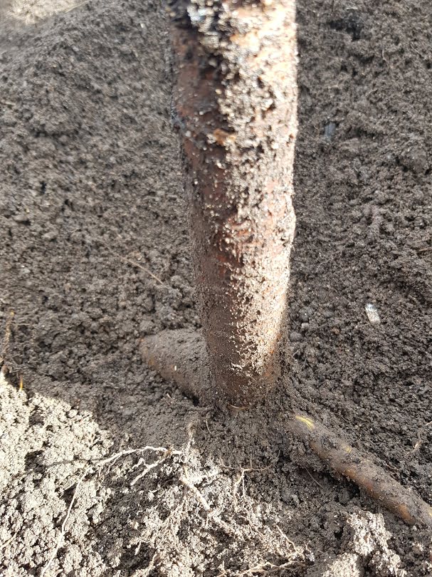 An unsuccessful cherry rootstock from the stoolbed