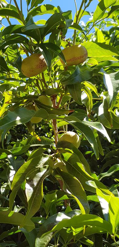 One of the beautiful native food plants with fruit