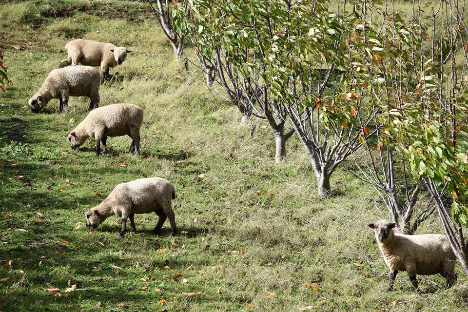 Sheep grazing in a cherry orchard