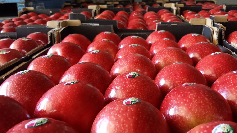 Pink lady apples packed and ready to go to market