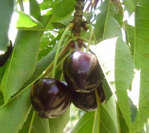 Beautiful, un-thinned, Ronn's Seedling black cherries ready to pick