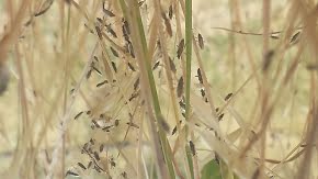 Rutherglen bugs taking advantage of long grass for a habitat