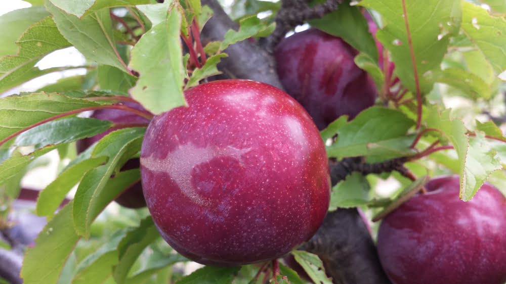 Satsuma blood plums on the tree