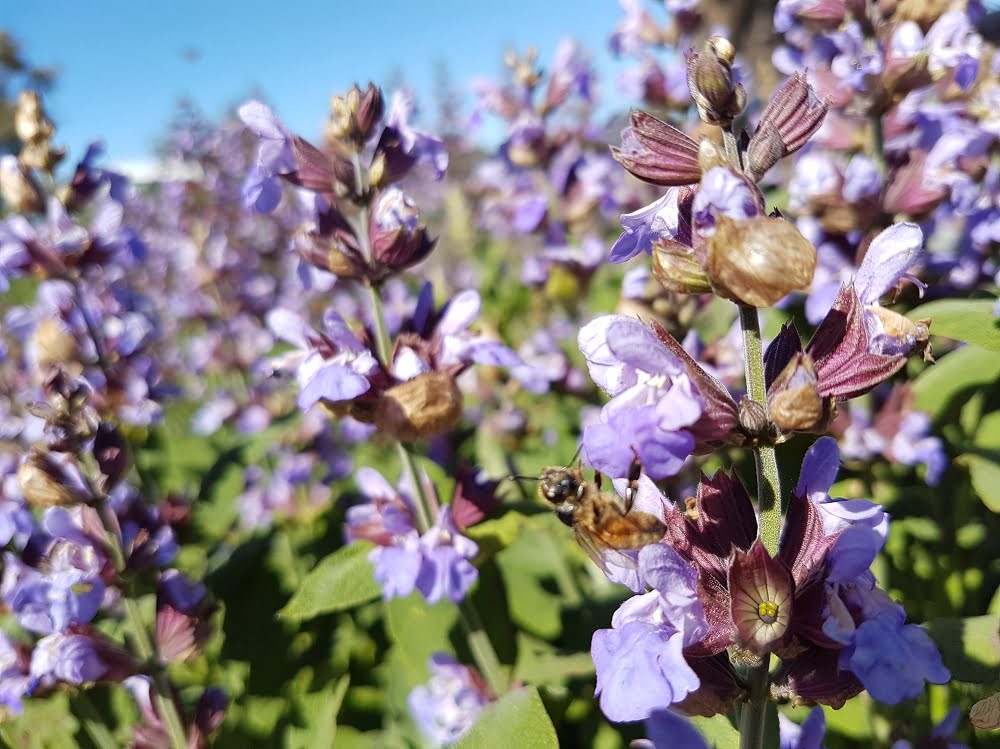 Flowering sage attracting bees 