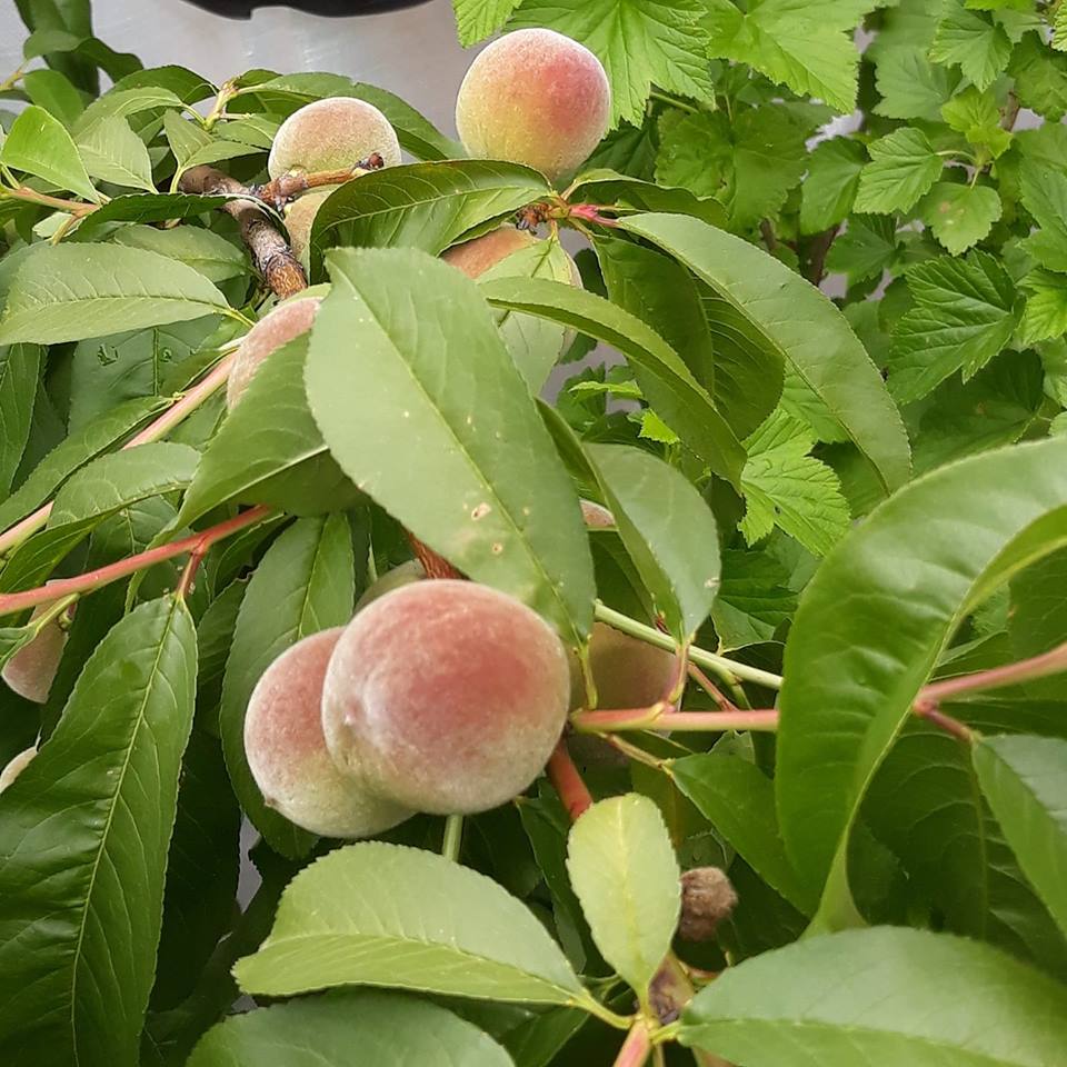 Peaches that are almost ripe - but not quite!