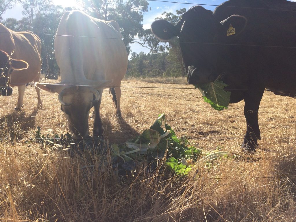 Three cows close to the camera standing on brown, dry grass eating green vegetable scraps. The cow on the left is brown, the middle cow is white, and the cow on the right is black.