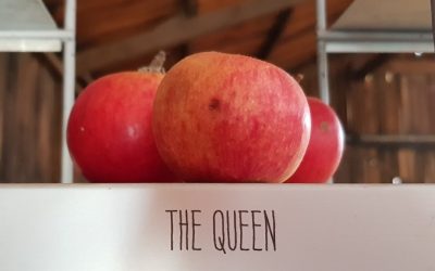 Why you should grow heritage and heirloom apples