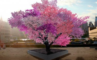 Managing your multigraft fruit tree