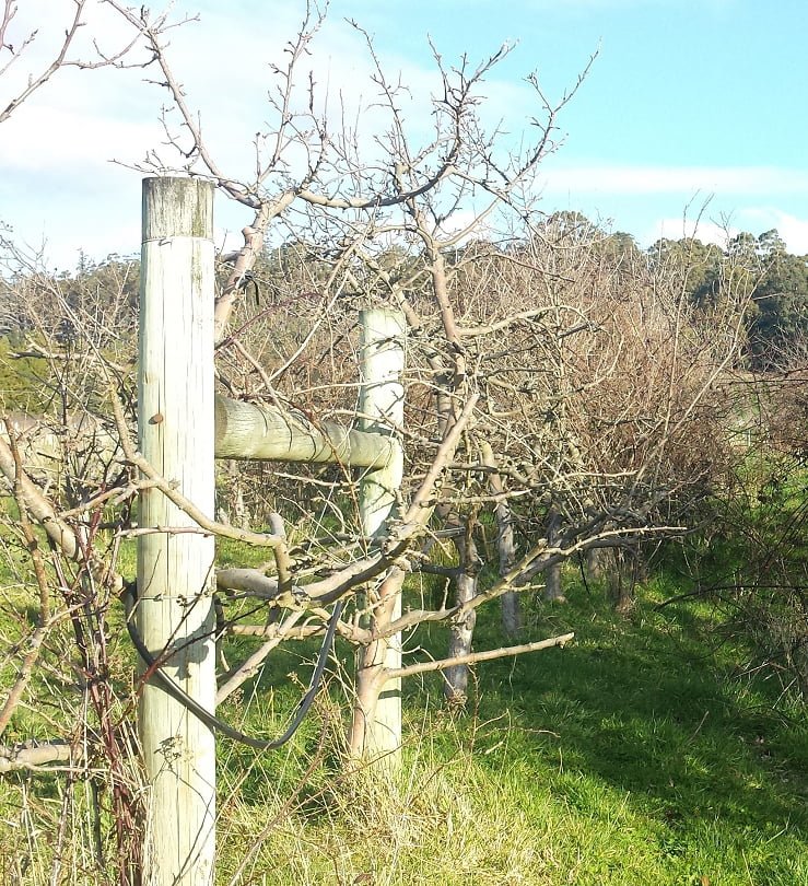 Apple trees after the first year's renovation pruning