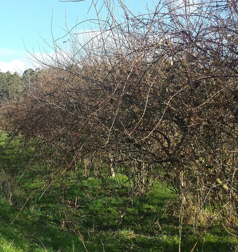 Wild apple trees that have been left unpruned for a few years﻿