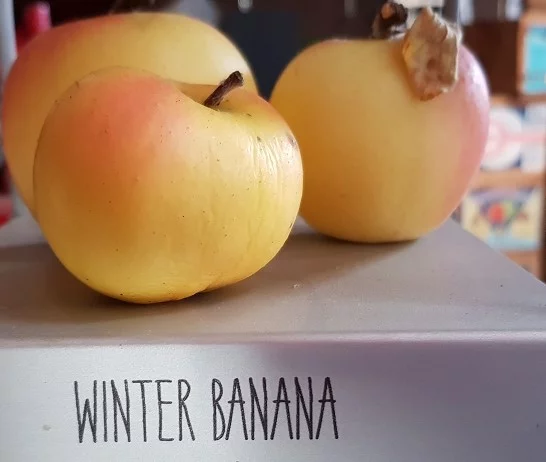 Yellow winter banana apples on a shelf