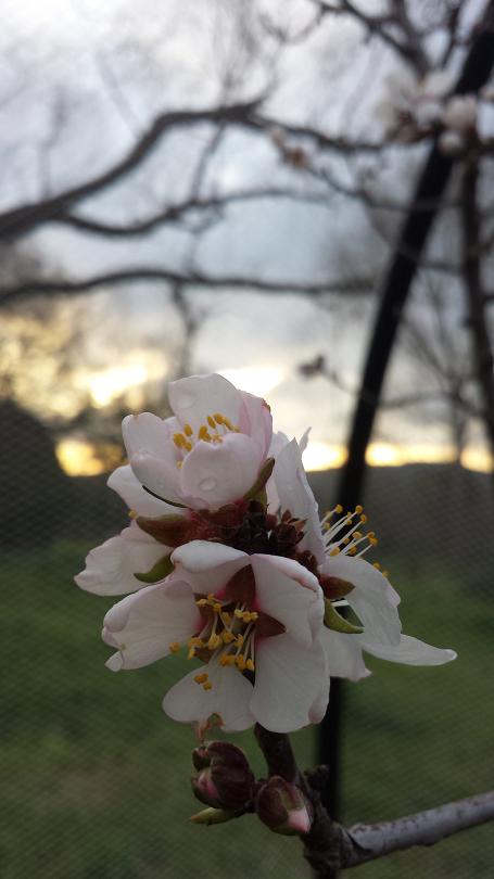 Almond flowers at sunset