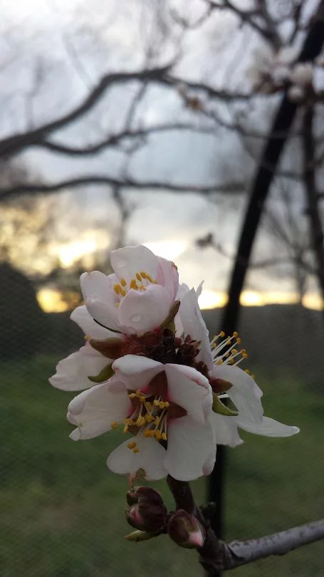 A beautiful almond flower at sunset