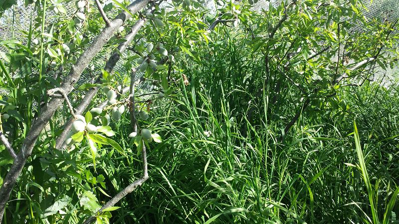 Spring weeds under the almond trees