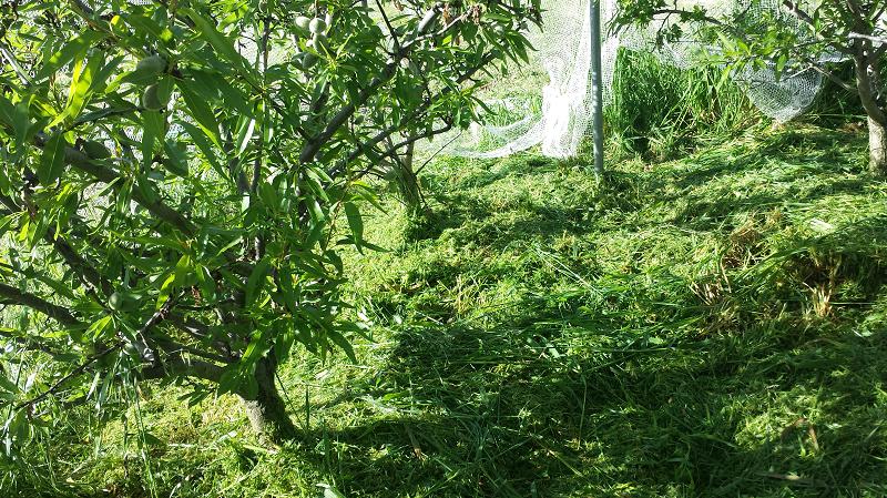 Mowed grass under the almond trees