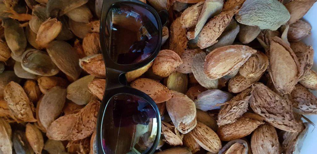 Variety 1 in our almond block - possibly Canadian Papershell (glasses for size comparison)