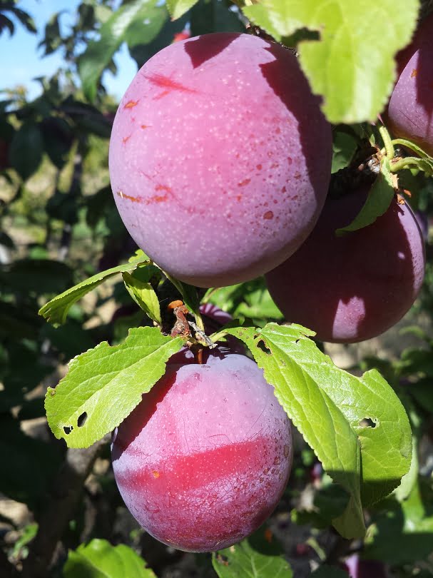 Amber Jewel plums - sweet, and will hang on the tree without dropping