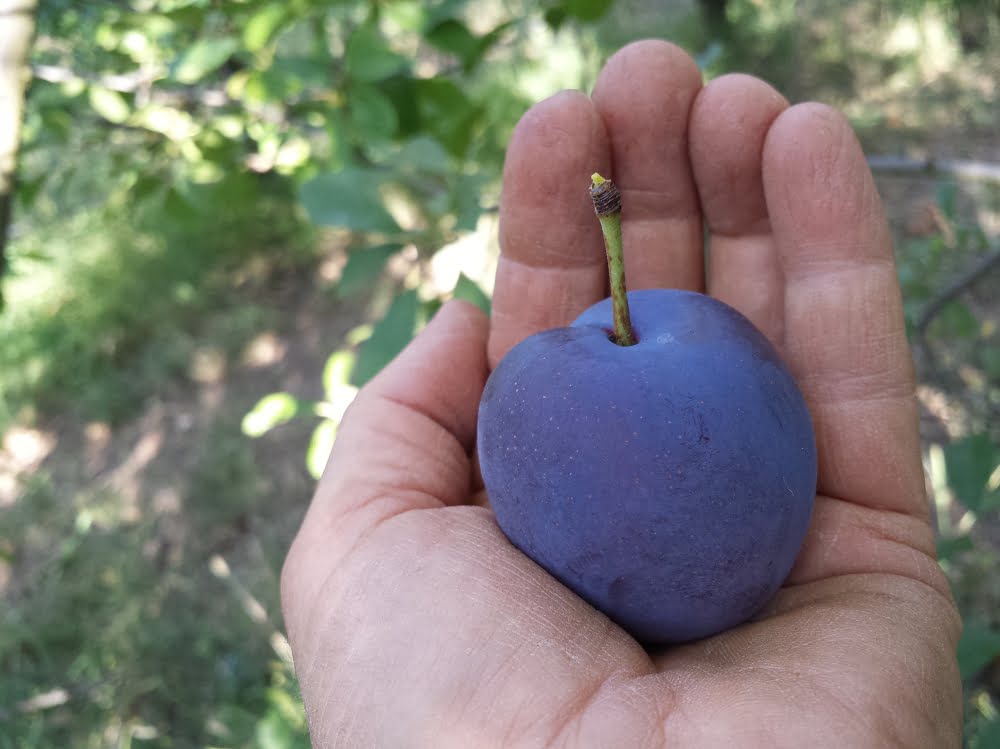 An Angelina plum in a hand, this one is large for the variety