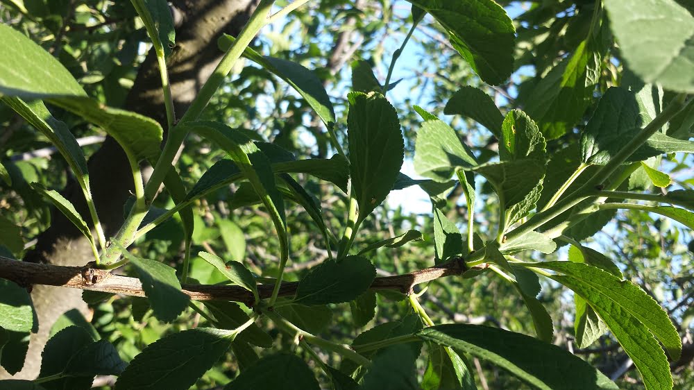 An Angelina plum tree showing vigorous spring growth