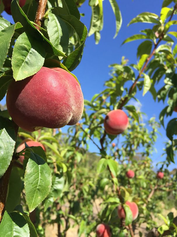 Beautiful, ripe white-fleshed Anzac peaches ready to pick