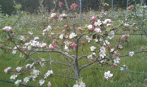 apple-blossom-295x176