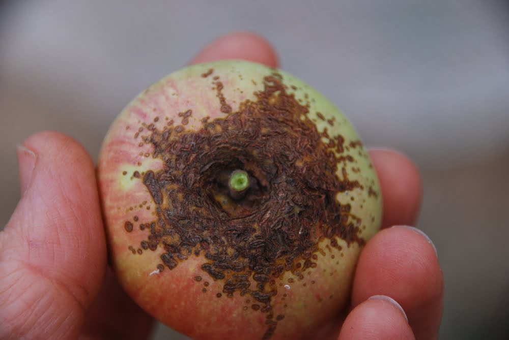 A severely russeted apple showing the classic brown marks