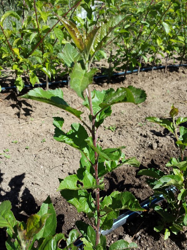 An apple tree seedling in the nursery