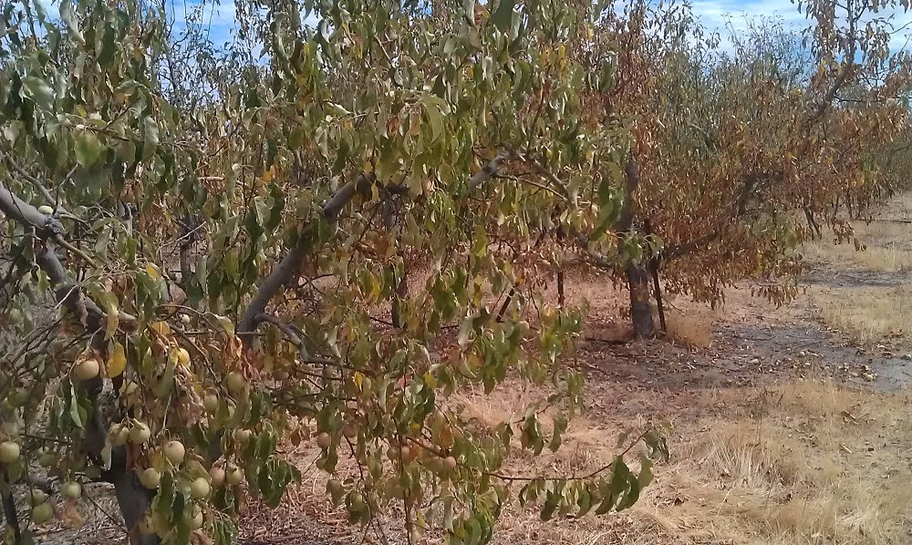 Apple trees that haven't been watered