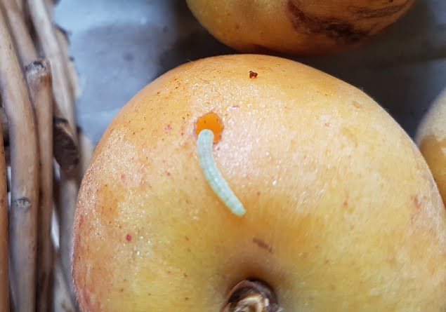 A caterpillar on an apricot