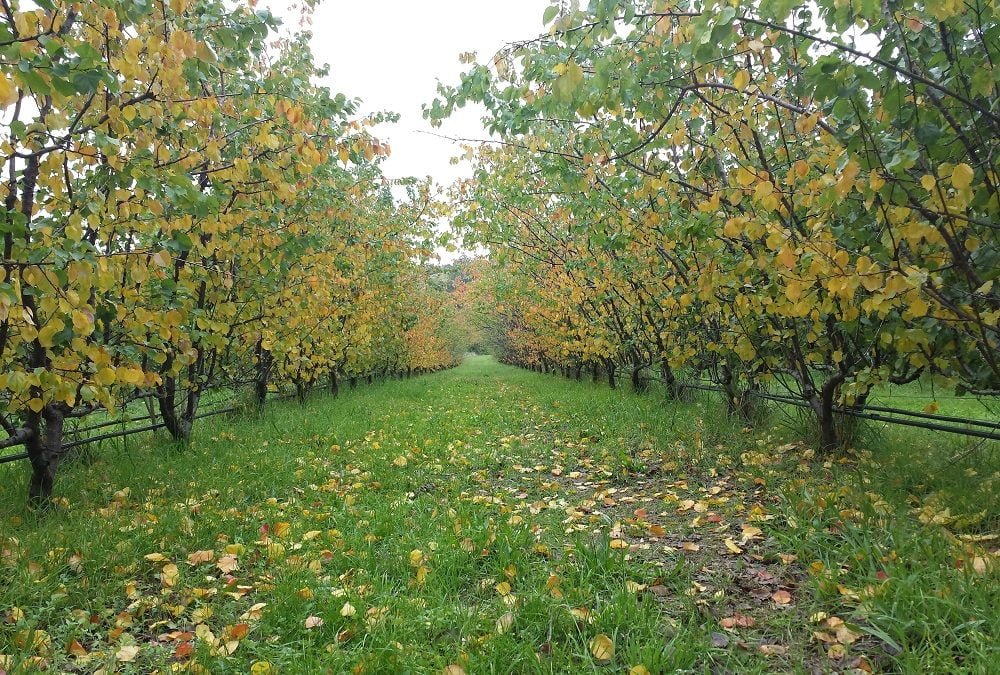 Fruit tree leaves: bonus or problem?