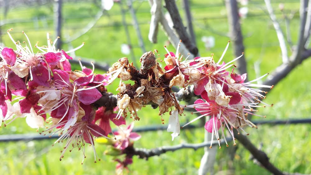 Blossom blight on apricot flowers