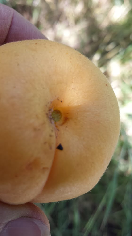A Castlebrite apricot with no stem, but still intact