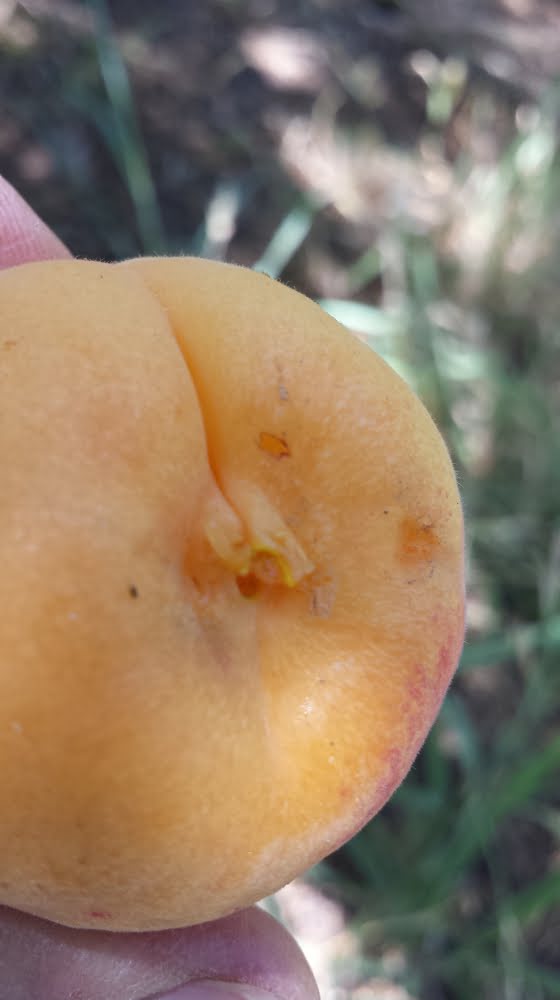 A Castlebrite apricot that's been picked a bit too ripe, resulting in a picking injury